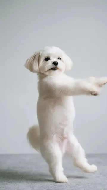 Chubina example made from a photo of a dog