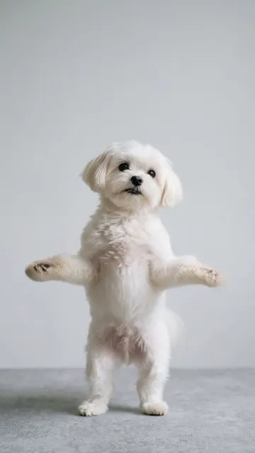You Know Nothing AI dog dance example